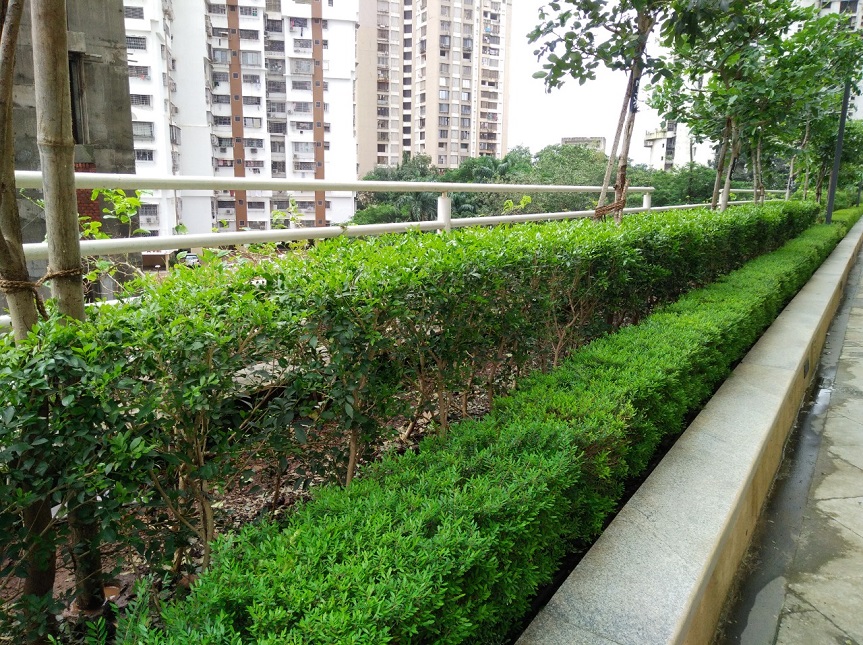 Greenscape Creation